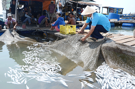 Chính quyền hỗ trợ dân kiện doanh nghiệp vụ cá bè chết